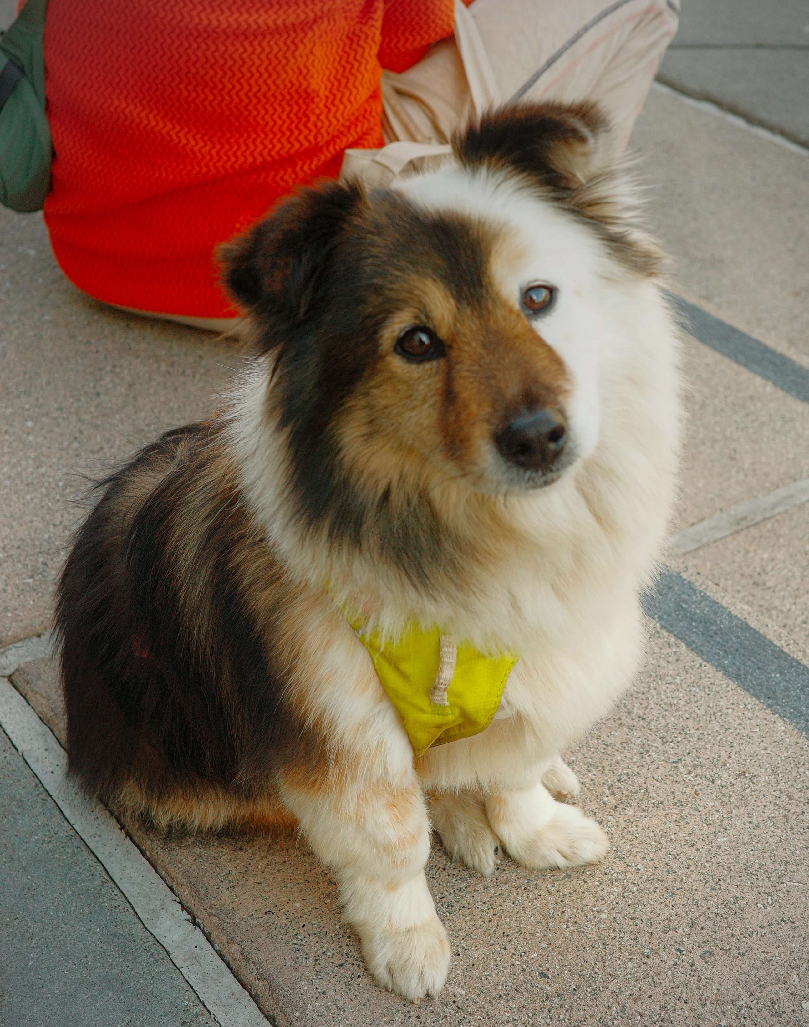 puppy